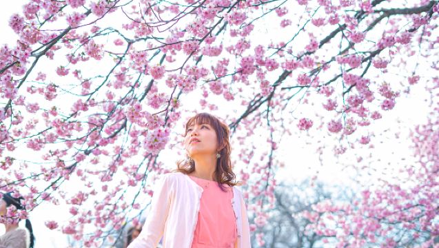 ออกเดินทางจากโซล | เทศกาลดอกซากุระอีเดน + เกาะนามิ + ฟาร์มแกะและอัลปากาในเมืองกัปยอง ทัวร์ 1 วัน