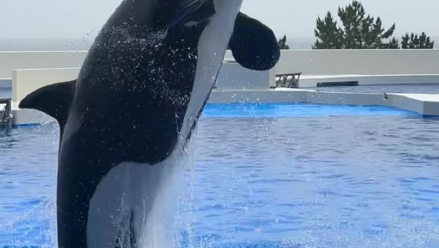 Round-trip Kobe seaside line from Osaka | Seaside summer retreat + sunset night view 1-day tour