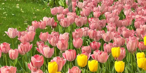 【遊船+宋代點茶】太子灣賞花+下午茶+西湖遊船環湖