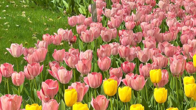 [Cruise + Song Dynasty Tea Ceremony] Prince Bay Flower Viewing + Afternoon Tea + West Lake Pleasure Boat Cruise