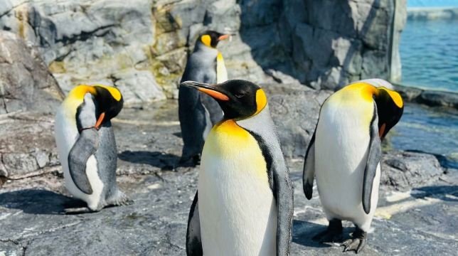 Asahikawa Zoo Day Tour