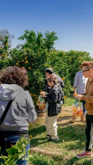 Долина Ярра (Yarra Valley) | Винодельни | Зоопарк | Фруктовые сады | индивидуальный трансфер/аренда автомобиля с водителем