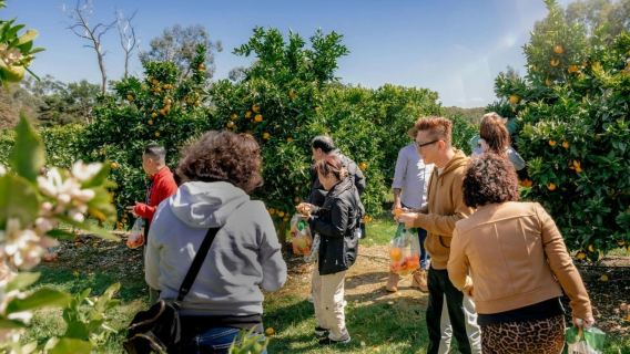 Vale Yarra (Yarra Valley) | Vinícolas | Zoológico | Pomar | Transporte privativo