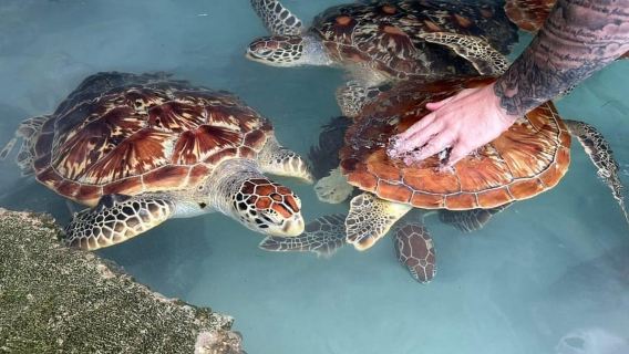 Zanzibar: Maasai village tour and Turtles experience trip