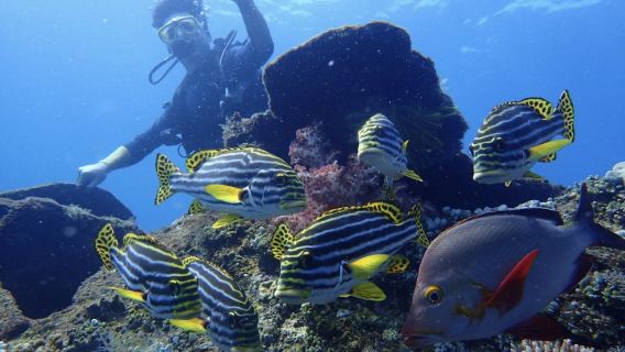 圖蘭奔深潛【自由號沉船+珊瑚花園2次深潛|教練帶潛|車接送】