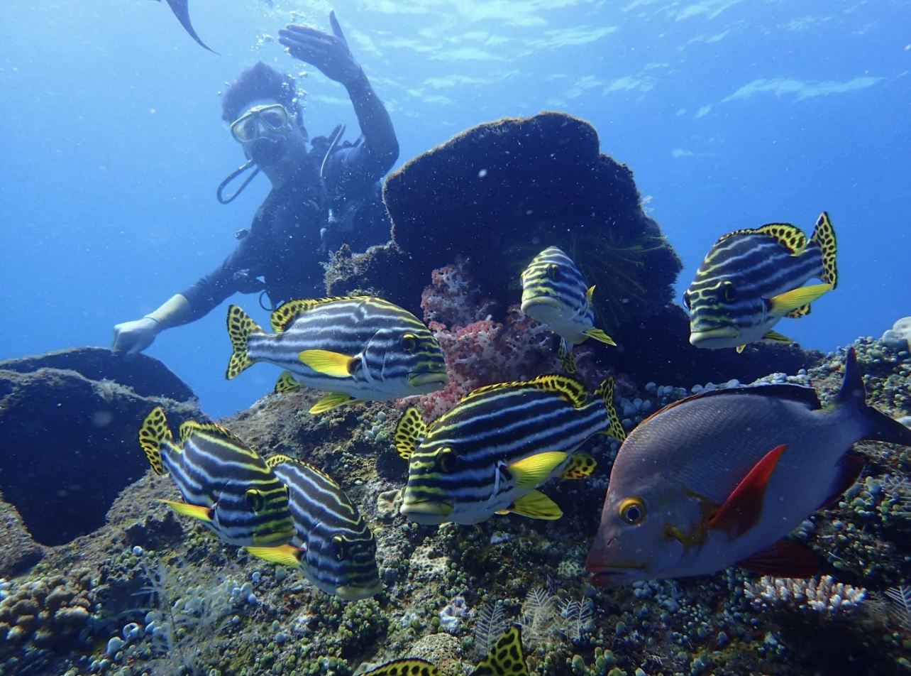 圖蘭奔深潛【自由號沉船+珊瑚花園2次深潛|教練帶潛|車接駁】