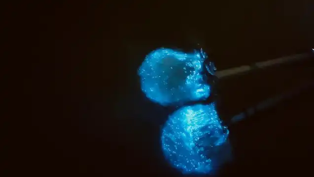 瓜拉雪蘭莪觀看老鷹和螢火蟲和藍眼淚一日遊(含船票)