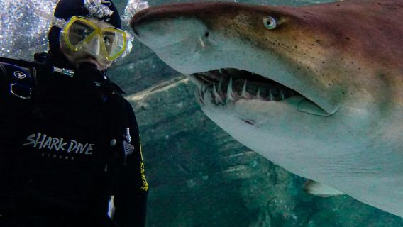 Shark Dive Xtreme at SEA LIFE Sunshine Coast