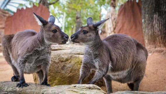 WILD LIFE Sydney Zoo: Entry Ticket