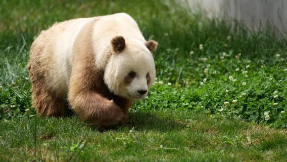 Xi'an Private Day Tour of Qinling Pandas, Bell Tower Sqaure & Calligraphy Class