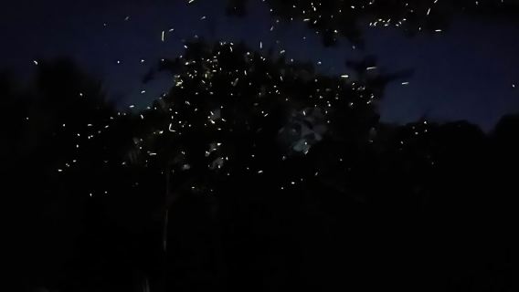 ทัวร์ชมหิ่งห้อย + ทัวร์ชนบทโบโฮล โดย Bohol and Beyond