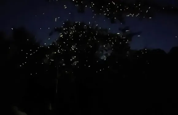 螢火蟲觀賞 + 薄荷島鄉村之旅（Bohol and Beyond 提供）