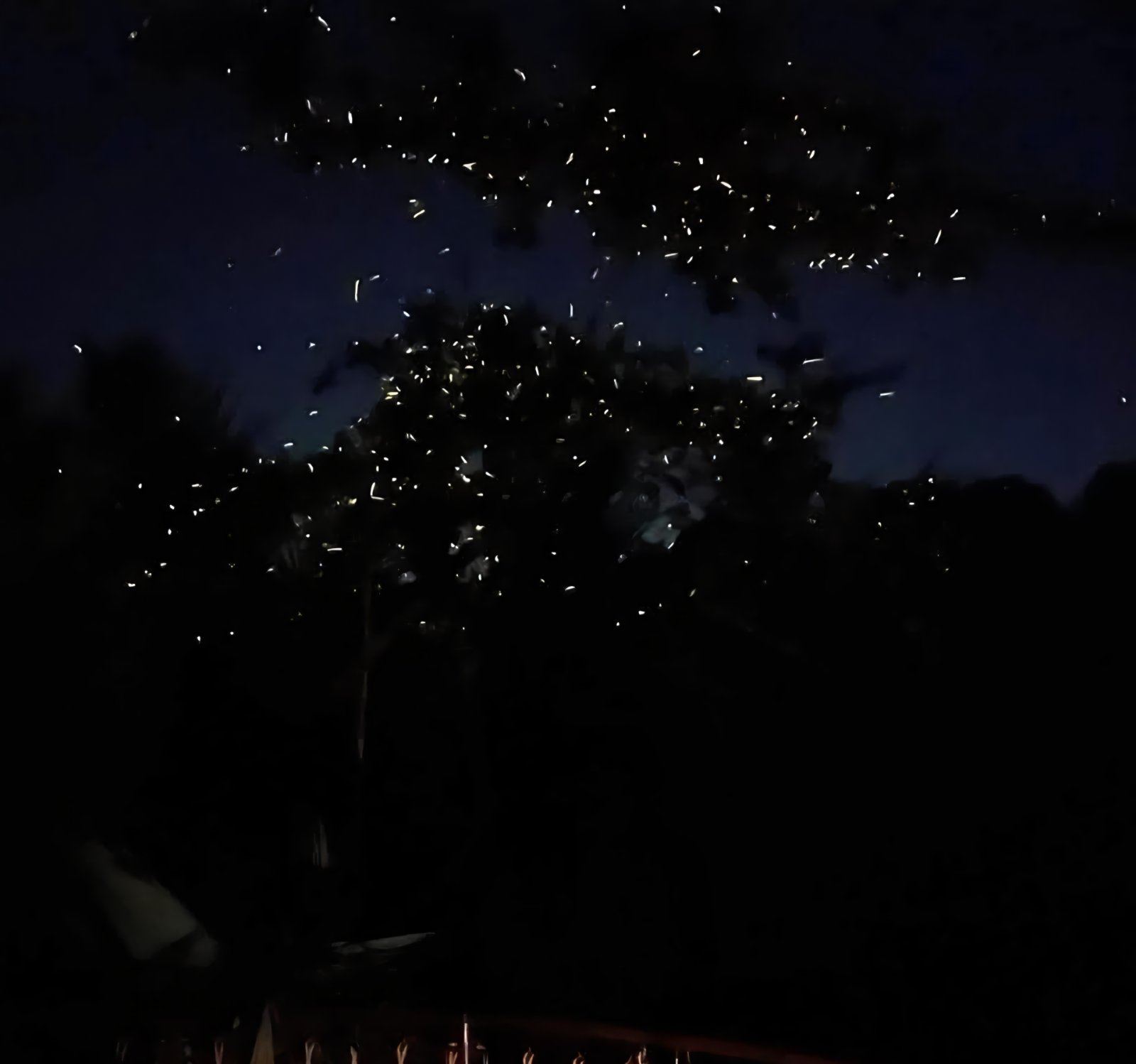 Firefly Watching + Bohol Countryside Tour by Bohol and Beyond
