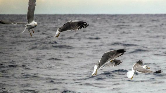 Açores : Observation d'oiseaux marins et visite guidée avec un biologiste des îlots