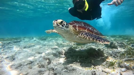 Islas Gili: Excursión privada en barco para practicar esnórquel con guía local