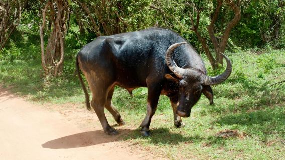 Habarana Eco Park Safari with Jeep & Entrance Fee