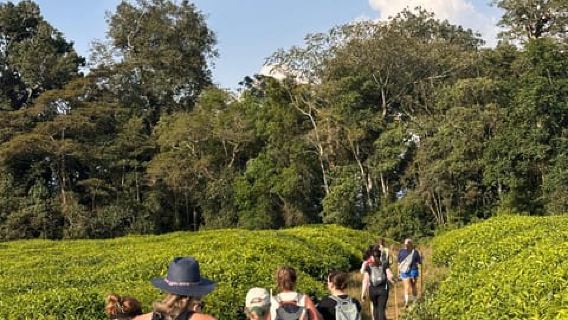 NYUNGWE: caminata por el dosel del Parque Nacional Nyungwe