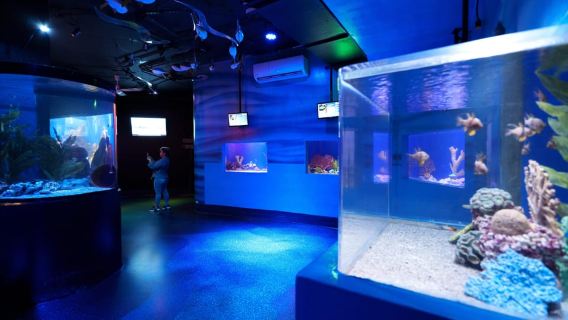 Inbursa Aquarium Entry Ticket with VR Option