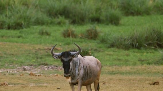 肯尼亞&安博塞利跟團日遊套餐【乞力馬扎羅山】