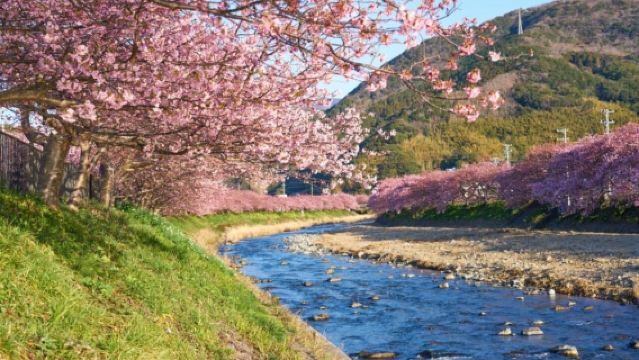 Izu Cherry Blossom & Plum Blossom Day Tour | Kawazu Cherry Blossoms · Atami Plum Garden · Strawberry Picking at Fruit Park | Departing from Tokyo