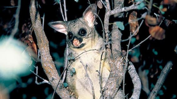 春溪國家公園+藍光螢火蟲夜遊【中文司導 飯店接駁】