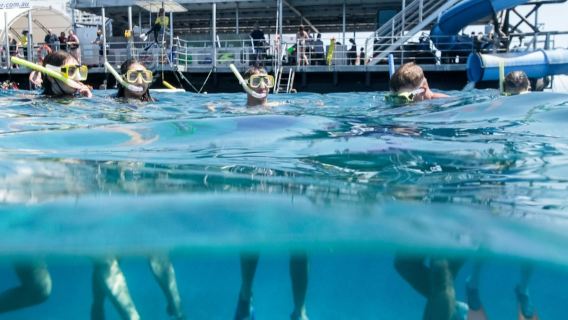 Moore Reef: Pontoon Tour from Cairns + Lunch + Snorkeling