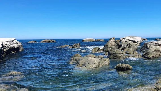 Kaikoura Whale Watching/Lobster Tasting ~ Christchurch Round-Trip Join-In 1-Day Tour [English-Speaking Guide - Contact Customer Support for Details]