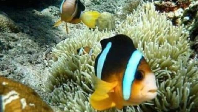 Bali: Snorkeling Blue Lagoon dan Tanjung Jepun 