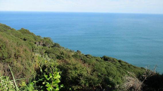 Auckland round-trip to Piha - Encounter the West Coast with customizable private charter for North and South Islands