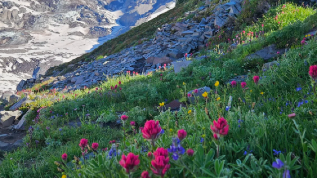 Seattle, Amerika Syarikat|Lawatan Sehari dengan Kenderaan Khas Berbahasa Cina di Taman Negara Gunung Rainier · Tempat Menarik Klasik