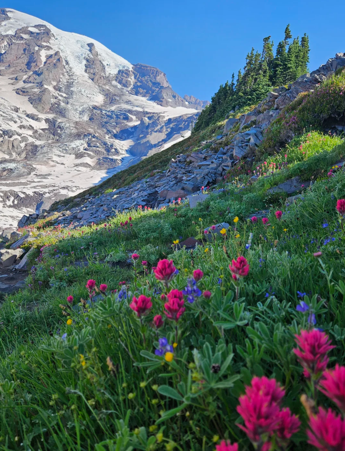 美國西雅圖|雷尼爾山國家公園中文專車一日遊 · 經典打卡