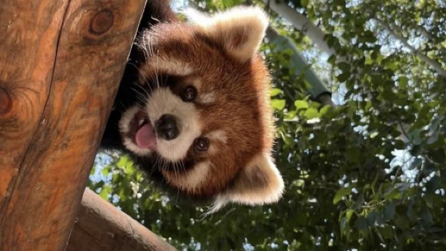 Chongqing Zoo + Longmenhao Old Street + Nanbin Rd. Night View + Yangtze River Cableway 1-day Tour