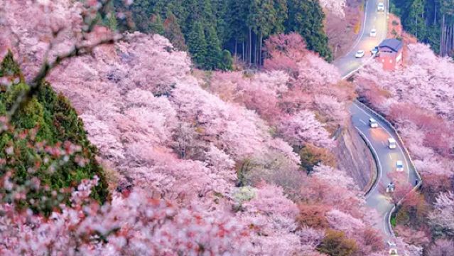 【桜シーズン限定】吉野山の千本桜、壷阪寺と奈良公園の桜めぐりワンデーツアー