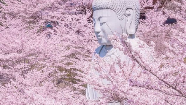 【櫻花季限定團】京都賞櫻一日遊·奈良公園吉野山+可選集合接駁