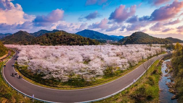Lawatan sewa peribadi ke Bukit Fuzhi Shaoxing untuk melihat bunga rapeseed dan Lembah Bunga Sakura Zhangcun [Berlepas dari Shaoxing, nikmati bunga musim bunga]