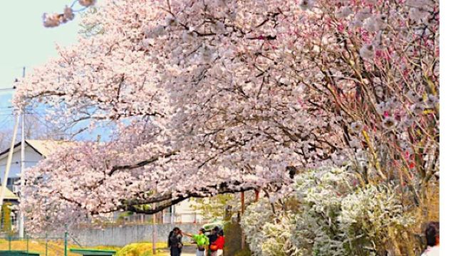 일본 봄 시즌 한정 | 군마에서 즐기는 벚꽃 감상, 과일 따기, 미식 문화 체험 당일 치기 여행