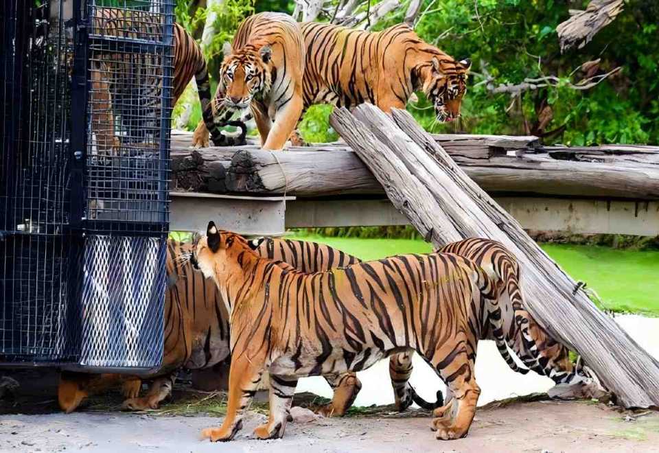 Safari World Bangkok Private Car Tour with Multilingual Guide – Nature Tour