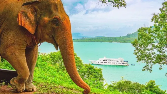 Featured tour starting at 1778 THB: Phuket Siray beach elephant camp half-day tour – Beachside interaction with pickup included