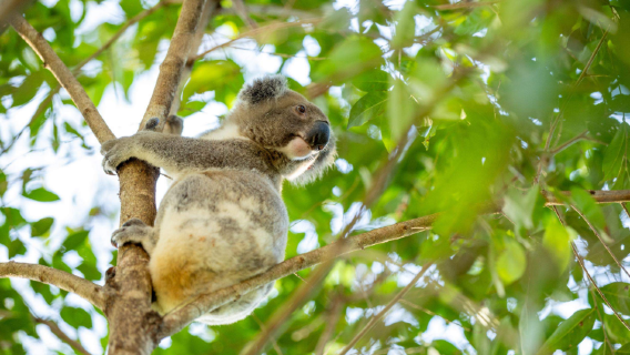 1-day tour to Gold Coast (depart from Brisbane)