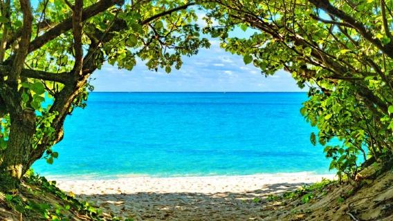 1-day bus tour in northern Okinawa, Japan (immersive whale shark aquarium viewing + Kouri Bridge ocean views + leisure shopping at American Village)