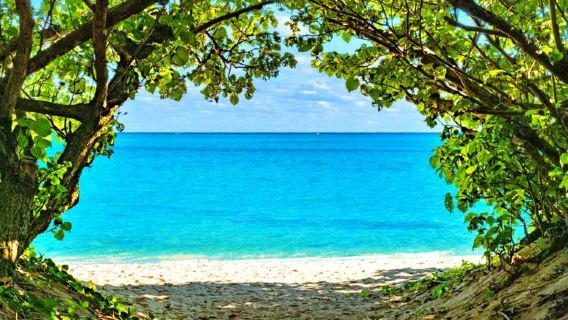 Japan Okinawa north bus 1-day tour (immersive whale shark aquarium viewing + Kouri Bridge ocean view + American Village leisure shopping)