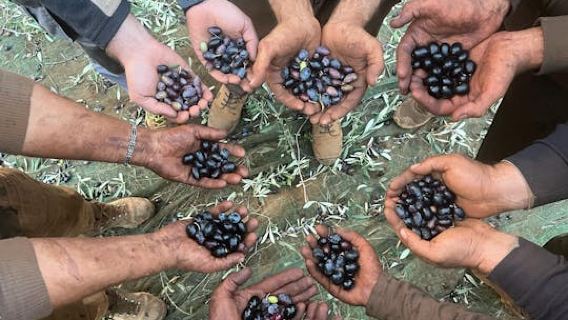Full-day olive oil farm and Nicotera tour with Calabrian lunch