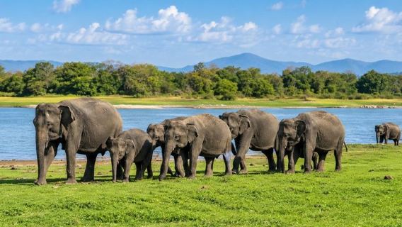Minneriya National Park Half Day Private Safari With Expert Guide