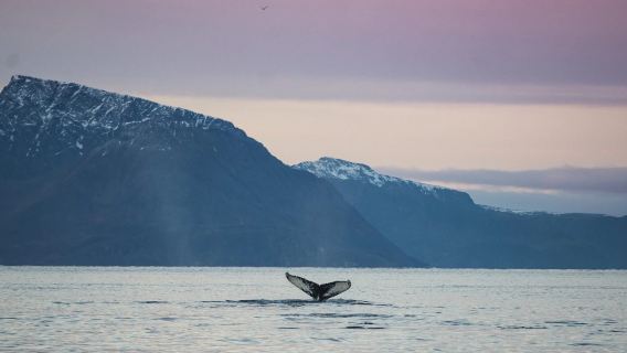 Eksklusiv RIB-hvalobservation i Alta, Norge | Lille gruppe med pukkelhvaler, spækhuggere og fjordudsigt