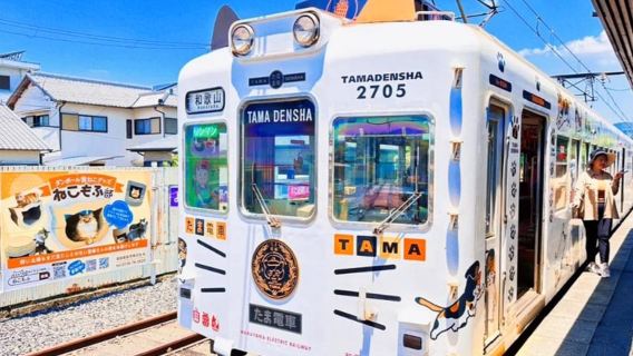 Osaka: Wakayama Cat Train, Seafood market, Hot Springs Tour