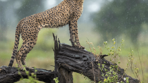 Cratere di Ngorongoro: tour giornaliero con safari nella fauna selvatica
