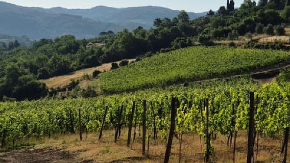 Le Palaie Farm: vineyard tour, food tasting and oil tasting