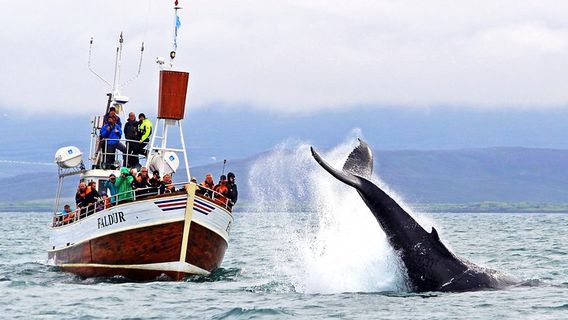 AkureyriExperiences