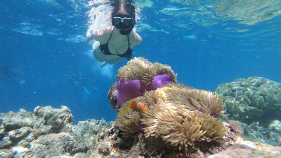 Sri Lanka Trincomalee experience diving and snorkeling for 2 hours [Snorkeling in Trincomalee]