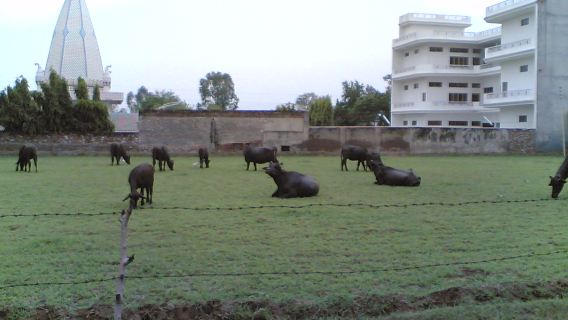 A Day Tour of Mount Abu from Udaipur including Guide Service